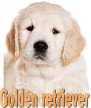 https://meufilhote.no.comunidades.net/imagens/goldenretriever01.jpg